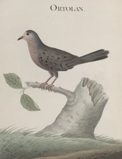 Natural History Of Saint Domingue Pl 021