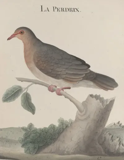 Natural History Of Saint Domingue Pl 022