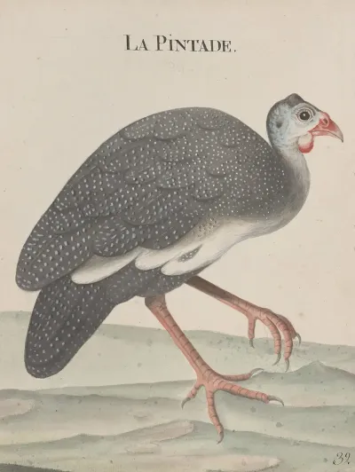Natural History Of Saint Domingue Pl 024