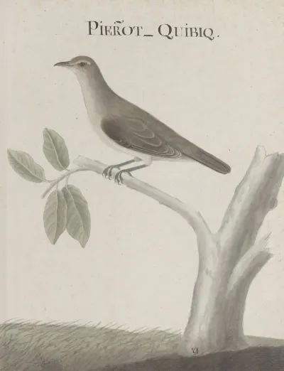 Natural History Of Saint Domingue Pl 025