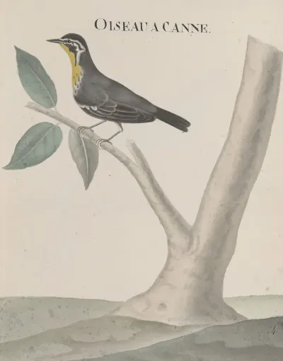 Natural History Of Saint Domingue Pl 027