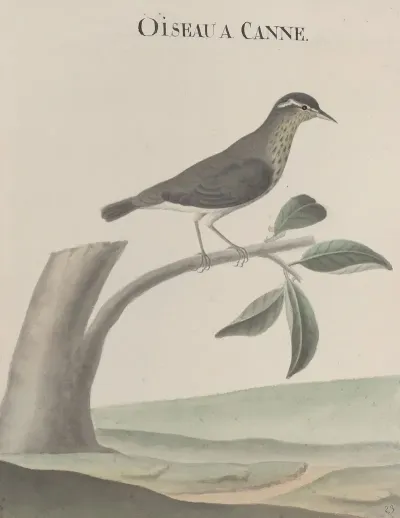 Natural History Of Saint Domingue Pl 028
