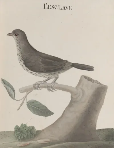 Natural History Of Saint Domingue Pl 030