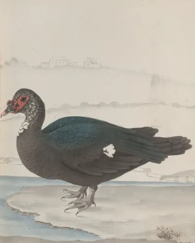 Natural History Of Saint Domingue Pl 031