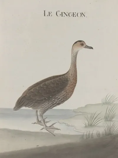 Natural History Of Saint Domingue Pl 032