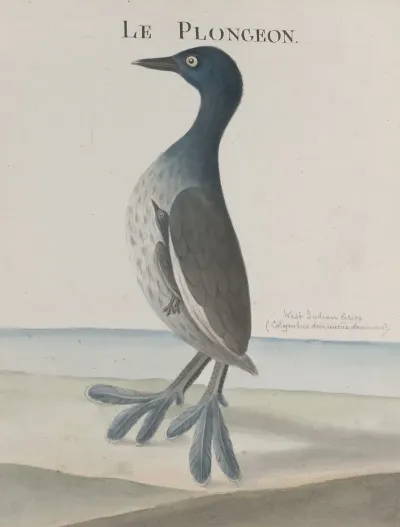 Natural History Of Saint Domingue Pl 035