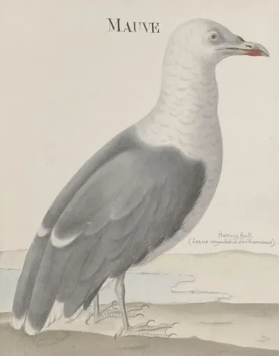 Natural History Of Saint Domingue Pl 037