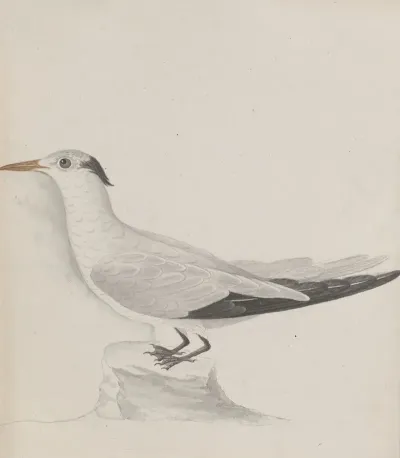 Natural History Of Saint Domingue Pl 038