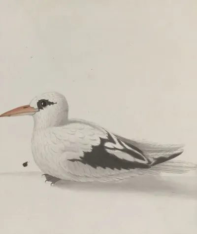 Natural History Of Saint Domingue Pl 039