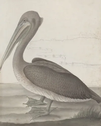 Natural History Of Saint Domingue Pl 040