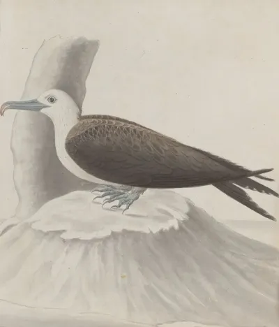 Natural History Of Saint Domingue Pl 041