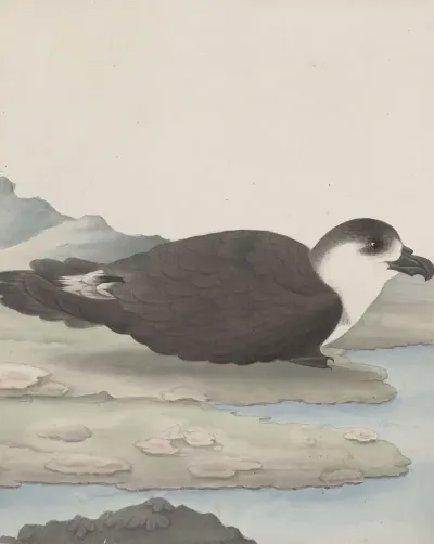 Natural History Of Saint Domingue Pl 042