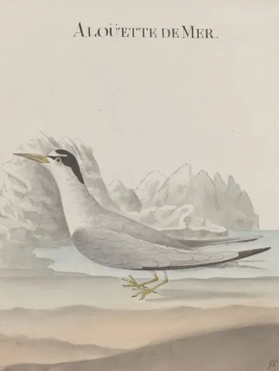 Natural History Of Saint Domingue Pl 043
