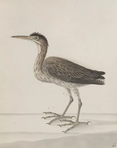 Natural History Of Saint Domingue Pl 046