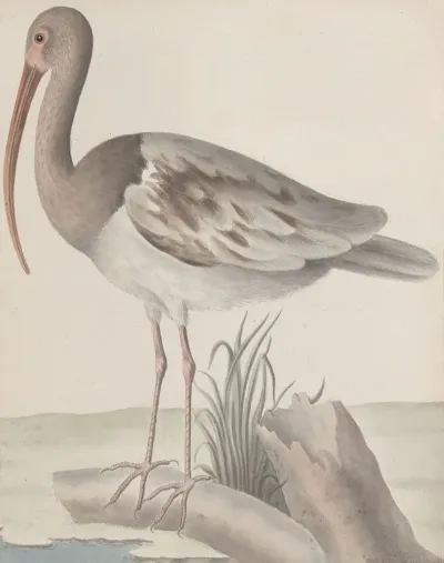 Natural History Of Saint Domingue Pl 047