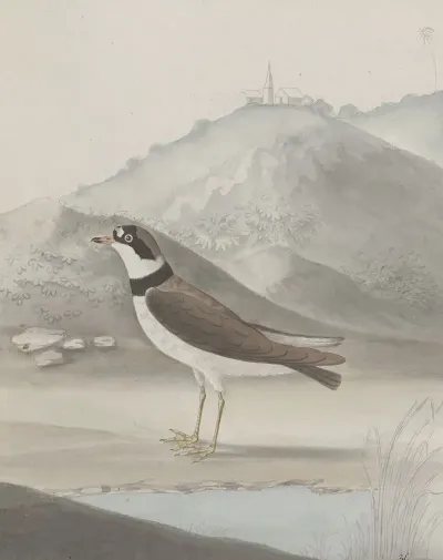 Natural History Of Saint Domingue Pl 050