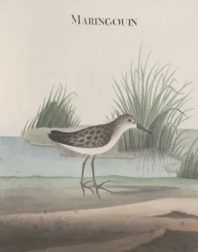 Natural History Of Saint Domingue Pl 051