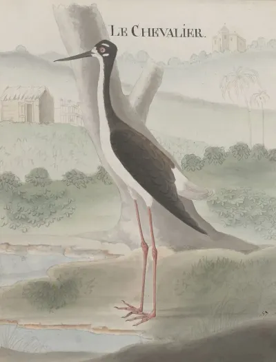 Natural History Of Saint Domingue Pl 052