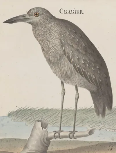 Natural History Of Saint Domingue Pl 053