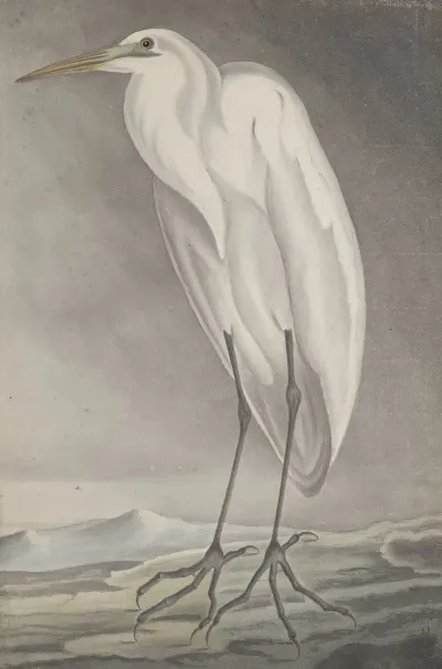 Natural History Of Saint Domingue Pl 056