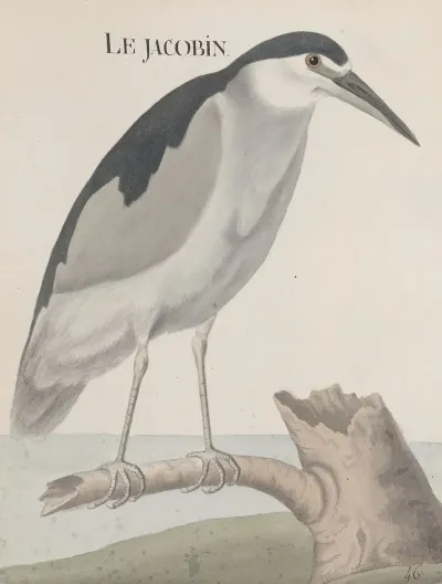 Natural History Of Saint Domingue Pl 057