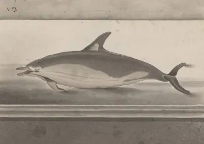 Natural History Of Saint Domingue Pl 062
