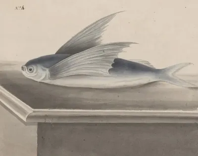 Natural History Of Saint Domingue Pl 063