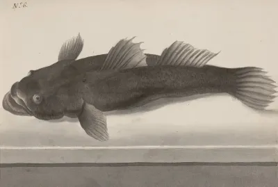 Natural History Of Saint Domingue Pl 064