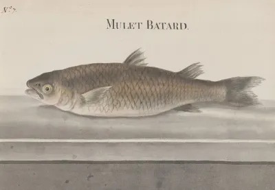 Natural History Of Saint Domingue Pl 066