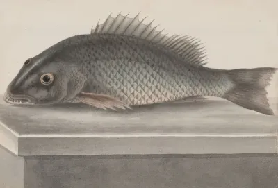 Natural History Of Saint Domingue Pl 067