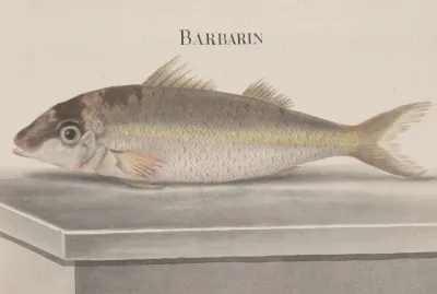 Natural History Of Saint Domingue Pl 068