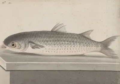 Natural History Of Saint Domingue Pl 069
