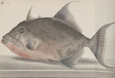 Natural History Of Saint Domingue Pl 071