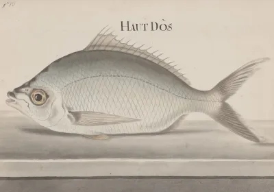 Natural History Of Saint Domingue Pl 072