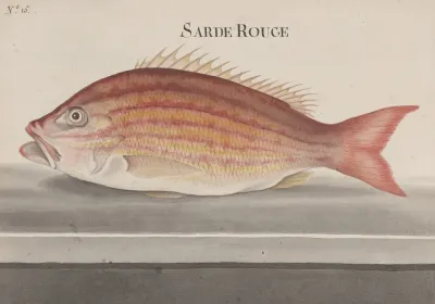 Natural History Of Saint Domingue Pl 074
