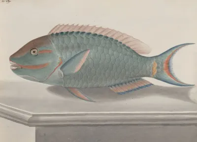 Natural History Of Saint Domingue Pl 075