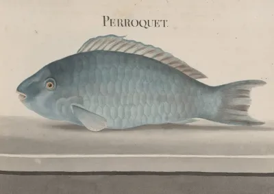 Natural History Of Saint Domingue Pl 077