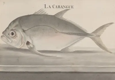 Natural History Of Saint Domingue Pl 078