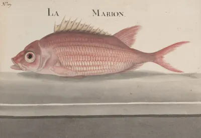 Natural History Of Saint Domingue Pl 079