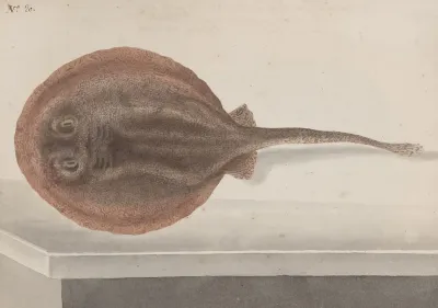 Natural History Of Saint Domingue Pl 080