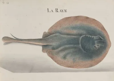 Natural History Of Saint Domingue Pl 081