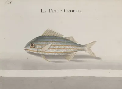 Natural History Of Saint Domingue Pl 083