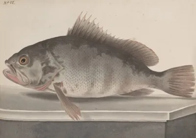 Natural History Of Saint Domingue Pl 085