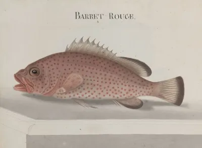 Natural History Of Saint Domingue Pl 086