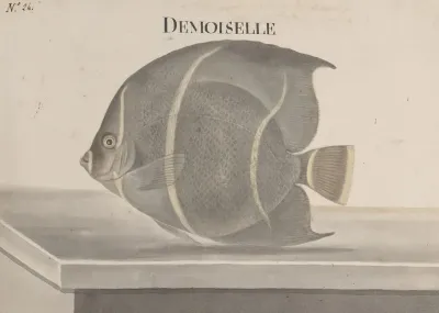 Natural History Of Saint Domingue Pl 087