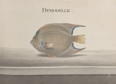 Natural History Of Saint Domingue Pl 088