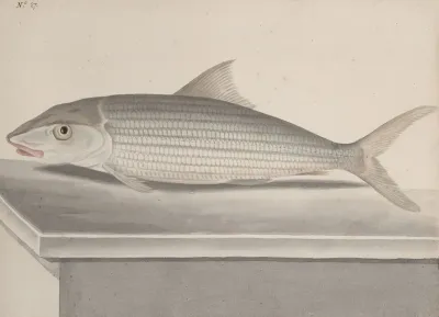 Natural History Of Saint Domingue Pl 092
