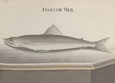 Natural History Of Saint Domingue Pl 093