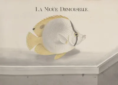 Natural History Of Saint Domingue Pl 095