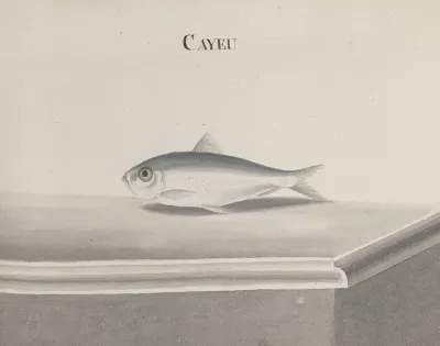 Natural History Of Saint Domingue Pl 096